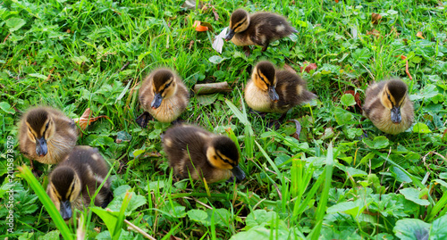 Enten