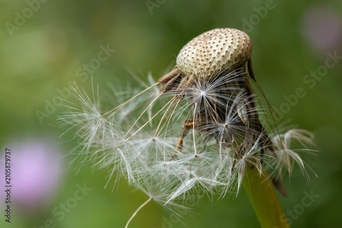 Slika na platnu Macro photograph of a bare dandelion receptacle with a few remaining feathery parachute seeds, set against a soft green background with ample copy space