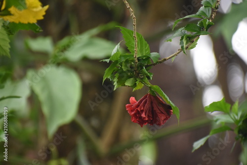 Withered Double-Petal Red Hibiscus (Hibiscus rosa-sinensis) Flower, Kelaniya, Sri Lanka.	