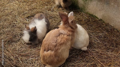 Two adorable rabbits resting together on straw inside a cozy farm enclosure, displaying gentle behavior, companionship and peaceful domestic animal life in a rustic countryside setting.