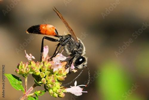 Heuschreckensandwespe am Oregano