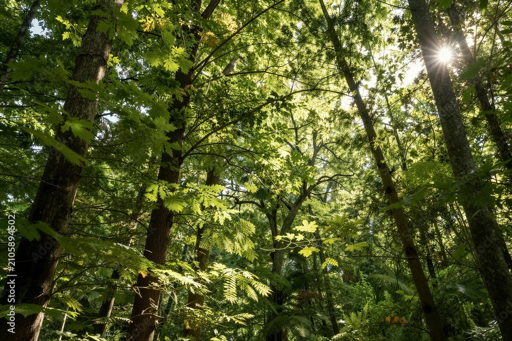 Fototapeta premium Sunlight filtering through tall green forest canopy