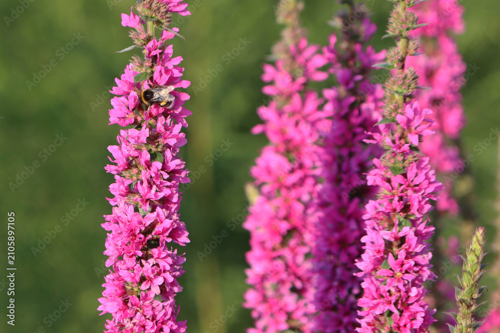 Obraz premium Pink loosestrife flowers in daylight against the blurred green background of a summer garden. Lythrum salicaria. A natural floral background. Pink flowers.