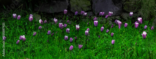 Valokuva Massif de marguerites du Cap violettes en fleur dans un jardin