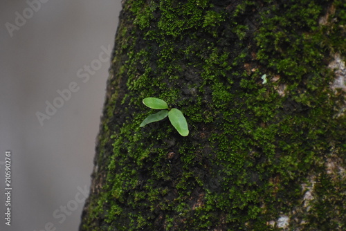 Dragon-Scale Fern (Pyrrosia piloselloides) Growing on Mossy Mango Tree Bark, Kelaniya, Sri Lanka.