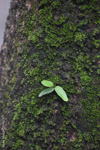 Dragon-Scale Fern (Pyrrosia piloselloides) Growing on Mossy Mango Tree Bark, Kelaniya, Sri Lanka.