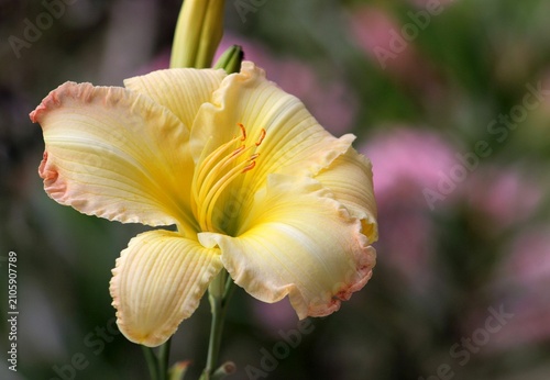 yellow flower in the garden. Day-lily. floral background. 