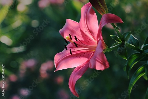 Pink lily in the garden. Floral background. Photo taken with backlighting. 