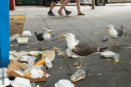 Obraz na płótnie Gang of Seagulls in Edinburgh Town Center Swarming on Over-Full Rubbish Bins