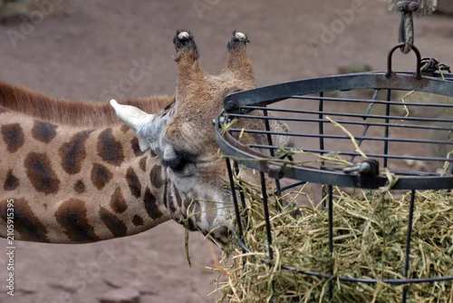 Obraz Giraffe