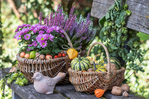 Kürbisse, pink Chrysanthemen und Heidekraut (Erica) in Körben auf Gartenbank