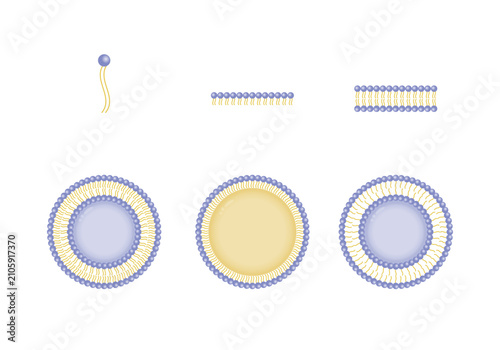 Canvas Print Liposome structure, phospholipid bilayer with hydrophilic head and hydrophobic tails
