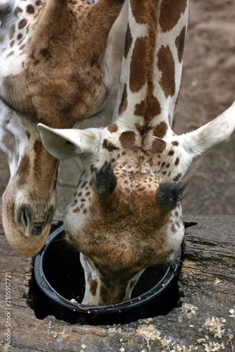 Obraz Giraffe
