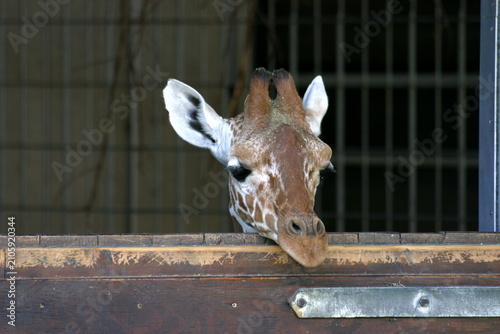Bild auf Leinwand Giraffe