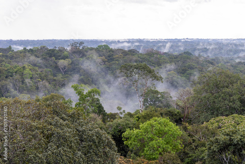 Floresta amazônica, rain florest