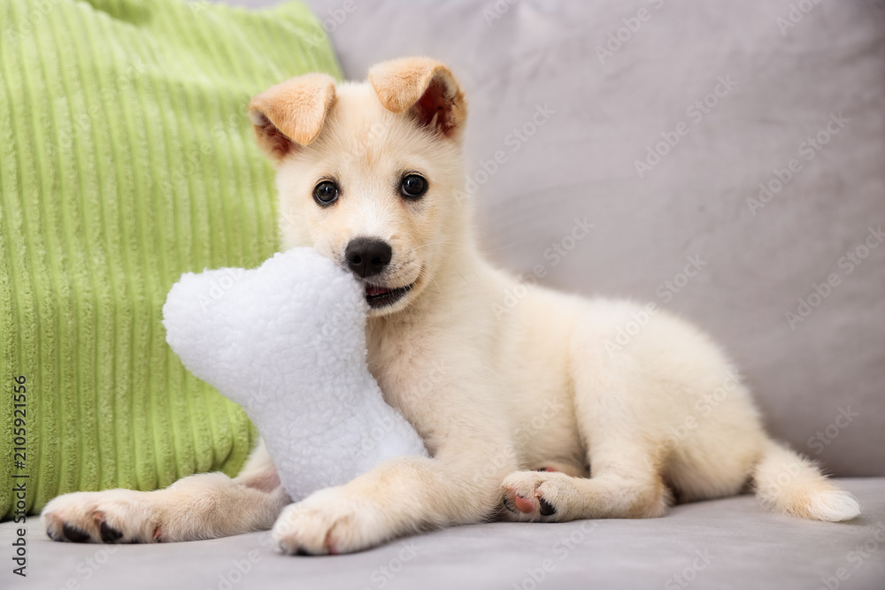 Naklejka premium Cute puppy playing with pillow on couch at home
