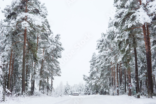 Snow-covered winter forest. Natural forest landscape.