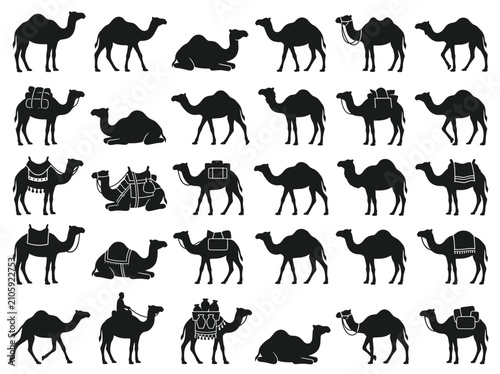 Tableau sur toile Camel Silhouettes Collection: Standing, Sitting, Walking, Riding