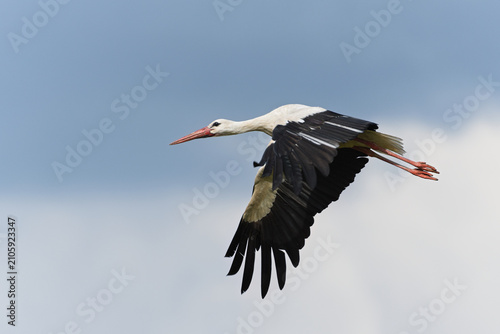 White stork, Ciconia ciconia, large wild bird flying in the blue sky during a sunny day
