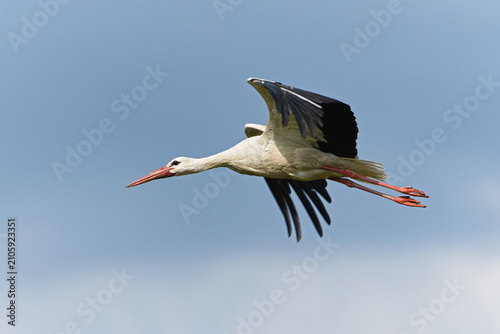 Fotografie White stork, Ciconia ciconia, large wild bird flying in the blue sky during a su