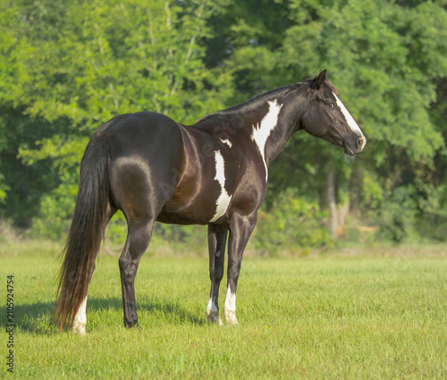 Slika na platnu adult female American Paint Horse mare stands in grass field