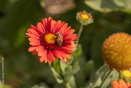 Pollen-laden bee foraging on red blanket flower

