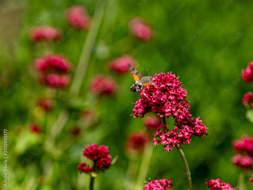 Fototapeta premium Hummingbird hawk moth feeding on the pink milkweed plant, a sunny day scene of a large moth collecting nectar using a long, straw-like proboscis. Latin name is Macroglossum stellatarum.