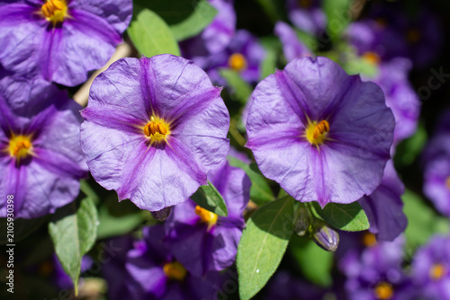 Blue potato bush flowers blooming brightly among lush green foliage