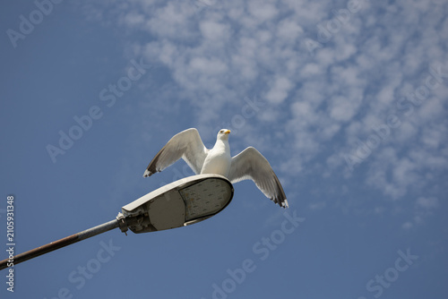 Bild auf Leinwand European Herring Gull Spreading Wings on Street Light Karlshamn Sweden