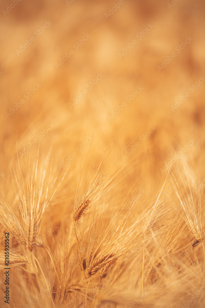 Obraz premium Golden barley plants captured in soft focus during growing season. Farming, cereal cultivation, food security and sustainable crop production concept.