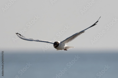Black-headed gull flying over the ocean during daytime