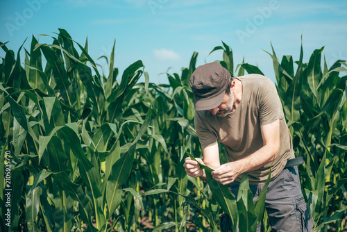 Farmer inspecting healthy green corn leaves in a cultivated field. Crop monitoring, plant health and modern agriculture concept.