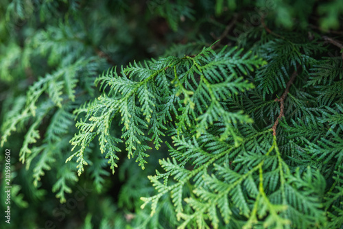 Close up of fresh green thuja branches with soft natural bokeh. Evergreen conifer foliage texture for garden, landscaping and nature design.