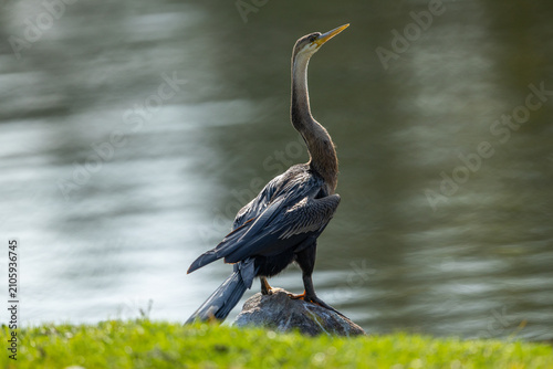 Cuadro en lienzo An African darter (Anhinga rufa) perched on a rock at the waters edge