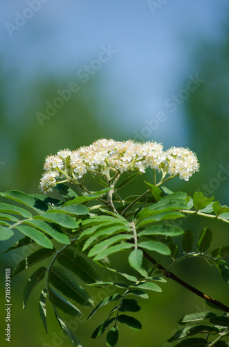 Ashberry