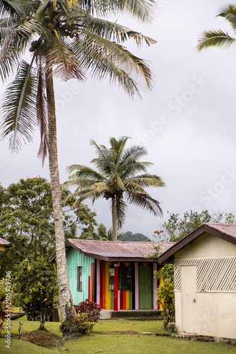 Palm Tree Beside a Colorful Tropical Building
