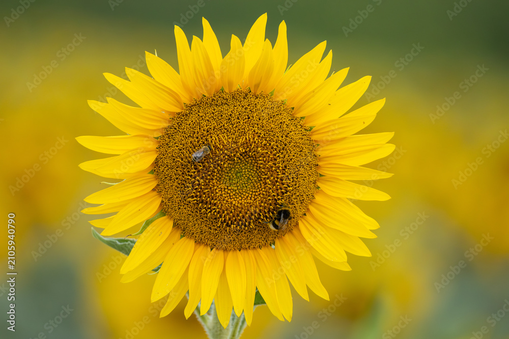 Fototapeta premium Bumblebee and smaller bee foraging together on sunflower 