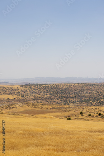 Canvas Print Vertical view of rolling golden grasslands contrasting with a densely terraced olive grove hill in the background