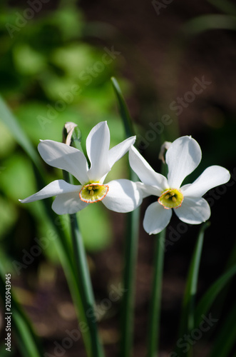 narcissus