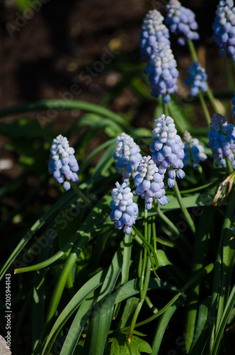Muscari
