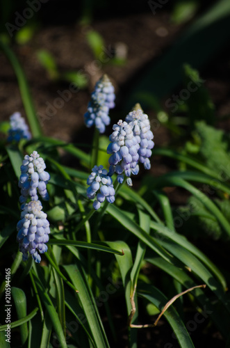 Muscari