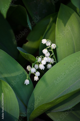 Foto Convallaria