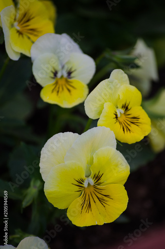 pansies