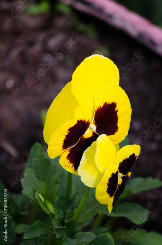 pansies