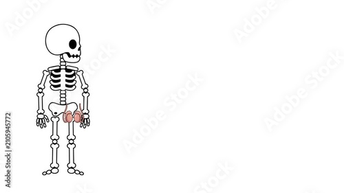Anatomical animation of the human testicles