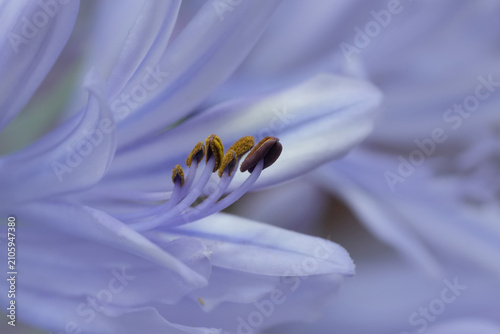 Bild auf Leinwand Tranquil purple African lily, Agapanthus africanus bloom with delicate petals an