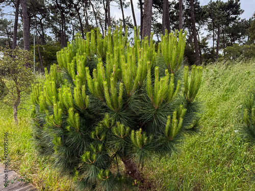 Foto Pine tree