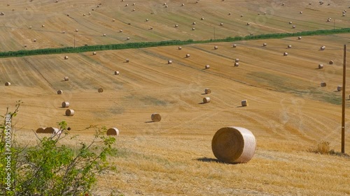 Golden wheat field with hay bales in tuscany. Revealing shot of a vast tuscan countryside with rolling golden hills dotted with round hay bales after harvest, showing a beautiful landscape