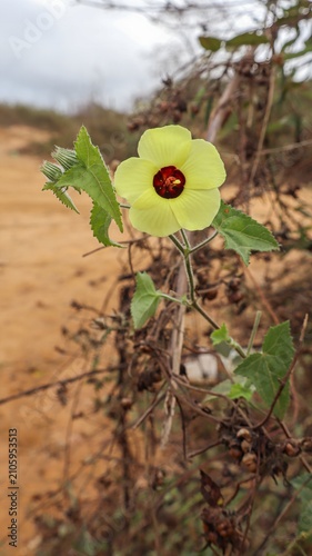 Landscape photo of a yellow flower. A green branch with a yellow flower.
