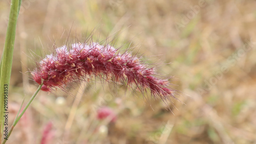 red flower